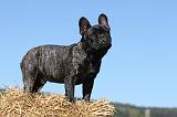 BOULEDOGUE FRANCAIS 480